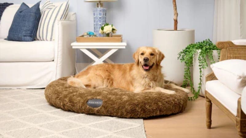 Why Plush Dog Beds Are Popular in Modern Pet Care Trends