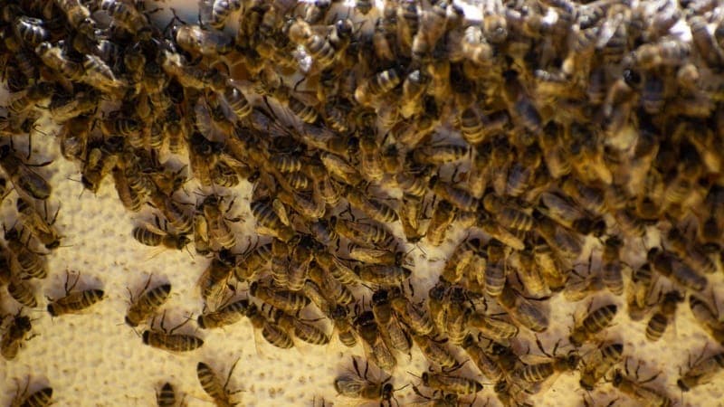 Bee Conservation Myths That Homeowners Should Stop Believing