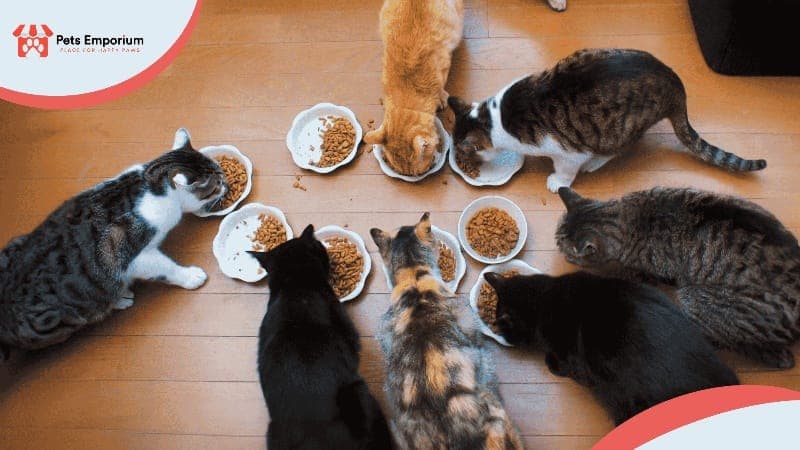 Best Online Pet Store in Pakistan