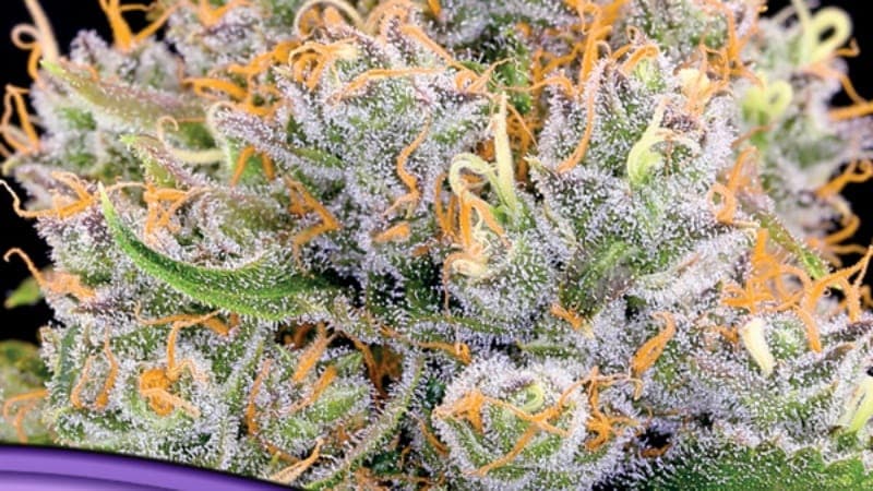 Future 1 Seeds: Complete Guide for USA Growers
